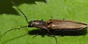 Euplastius melsheimeri - photo 5