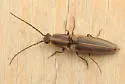 Euplastius mimicus - photo 2
