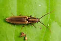Euplastius mimicus - photo 3