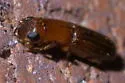 Euplatypus compositus - photo 5