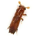 Euplatypus parallelus - Euplatypus parallelus
