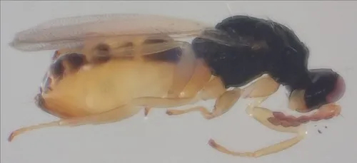 Euplectrus bicolor