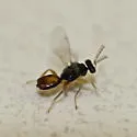 Euplectrus comstockii - Euplectrus comstockii