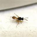 Euplectrus platyhypenae