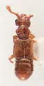 Euplectus acomanus