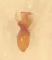 Euplectus acomanus - photo 3
