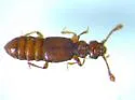 Euplectus duryi