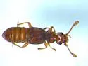 Euplectus duryi - photo 2