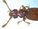 Euplectus duryi - photo 3