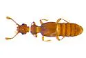 Euplectus duryi - photo 4