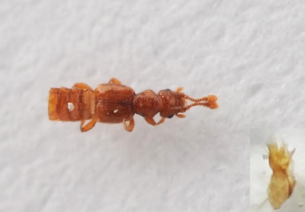 Euplectus karstenii - photo 2