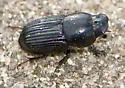 Eupleurus subterraneus - photo 2