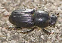 Eupleurus subterraneus - photo 3