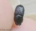 Eupleurus subterraneus - photo 4