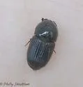 Eupleurus subterraneus - photo 5