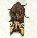 Euplexia triplaga - Hodges#9544