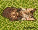 Euplexia triplaga - Hodges#9544 - photo 3