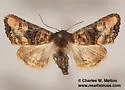 Euplexia triplaga - Hodges#9544 - photo 4