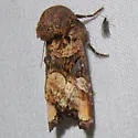 Euplexia triplaga - Hodges#9544 - photo 5