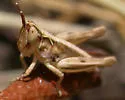 Sierran White-whiskered Grasshopper - Eupnigodes sierranus