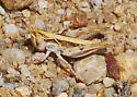Sierran White-whiskered Grasshopper - photo 2