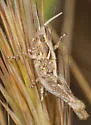 Sierran White-whiskered Grasshopper - photo 4