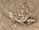 Sierran White-whiskered Grasshopper - photo 5