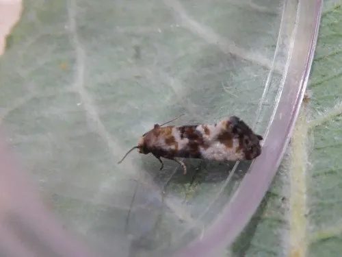 Eupoecilia angustana