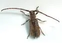 Eupogonius arizonensis