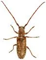 Eupogonius arizonensis - photo 2