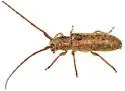 Eupogonius arizonensis - photo 3