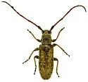 Eupogonius arizonensis - photo 4