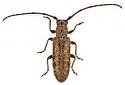 Eupogonius arizonensis - photo 5
