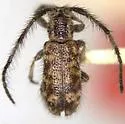 Eupogonius fulvovestitus