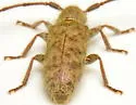 Eupogonius pauper