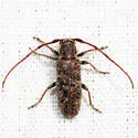 Eupogonius pauper - photo 2