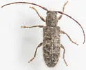 Eupogonius pauper - photo 3
