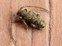Eupogonius pauper - photo 4