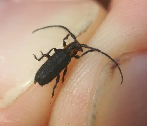 Eupogonius subarmatus - Eupogonius subarmatus