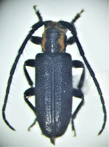Eupogonius subarmatus - photo 2