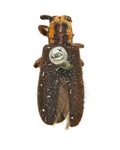 Eupogonius subarmatus - photo 3