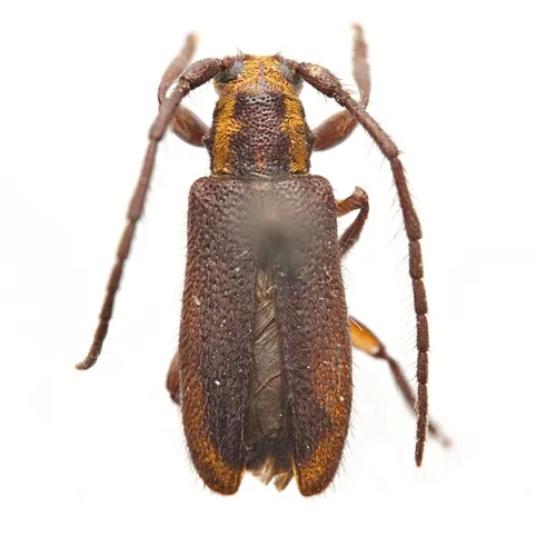 Eupogonius subarmatus - photo 4
