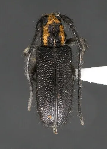 Eupogonius subarmatus - photo 5