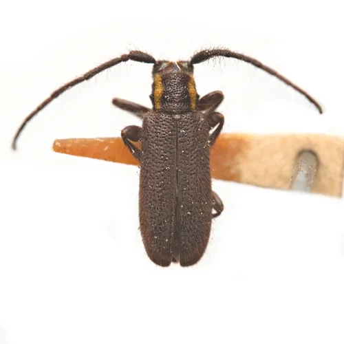 Eupogonius subarmatus - photo 6