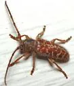 Eupogonius tomentosus - photo 2