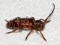 Eupogonius tomentosus - photo 3