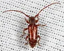 Eupogonius tomentosus - photo 4