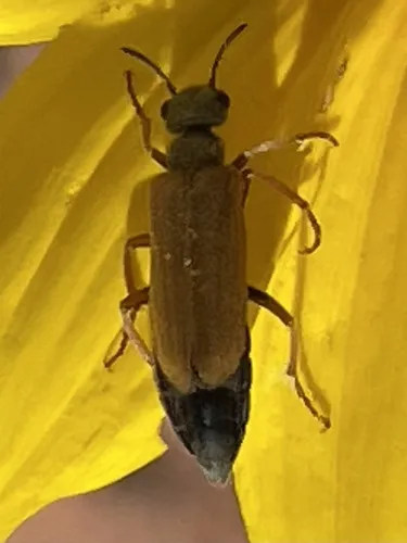Eupompha edmundsi