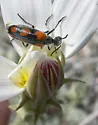 Eupompha elegans