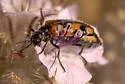 Eupompha elegans - photo 3